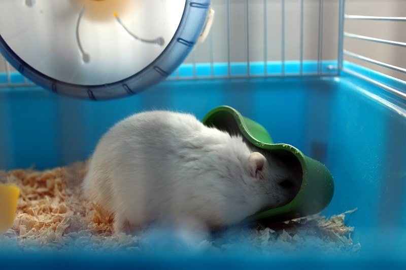 hamster hiding in cage pixabay