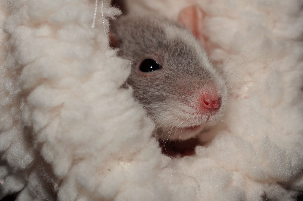 hamster in a hammock