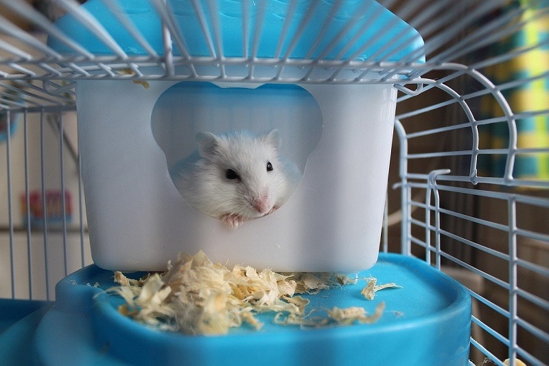 hamster in cage pixabay