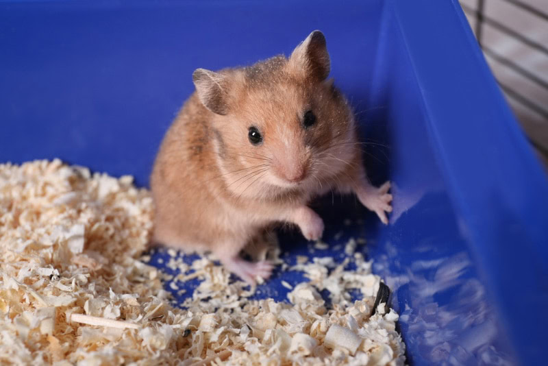 hamster in the cage