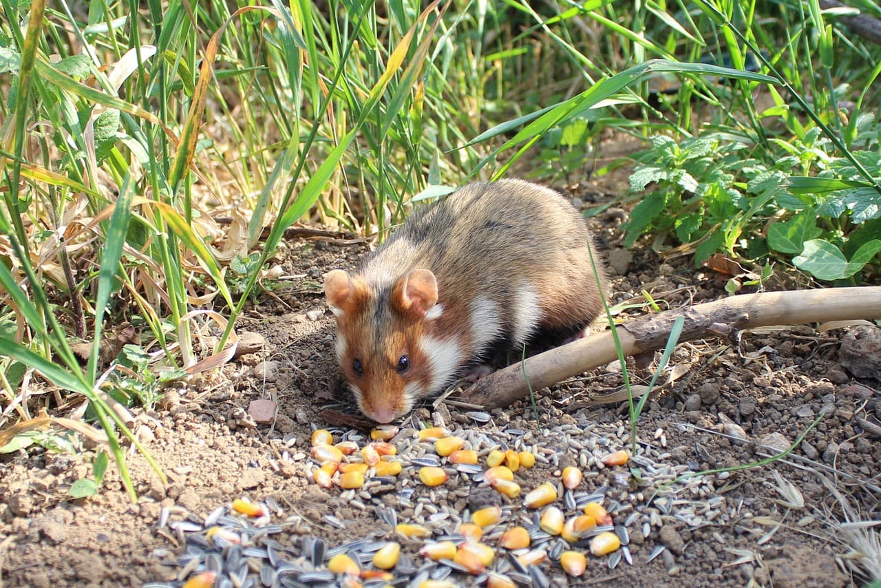 hamster in the wild