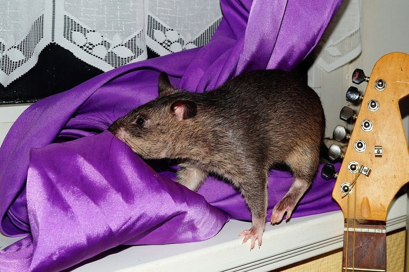 hamster on furniture pixabay
