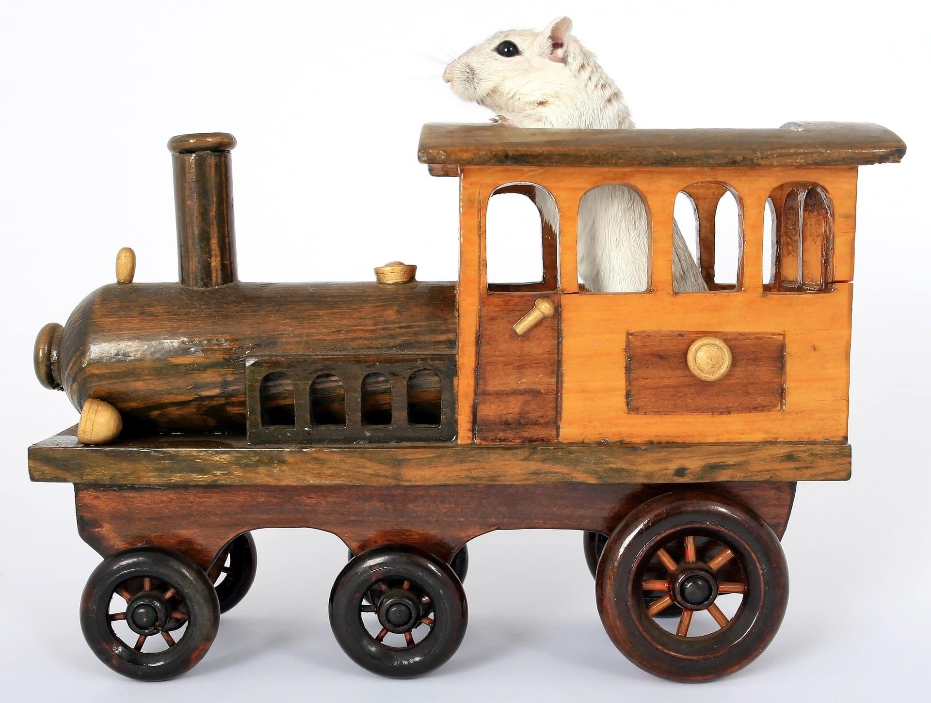 hamster on train