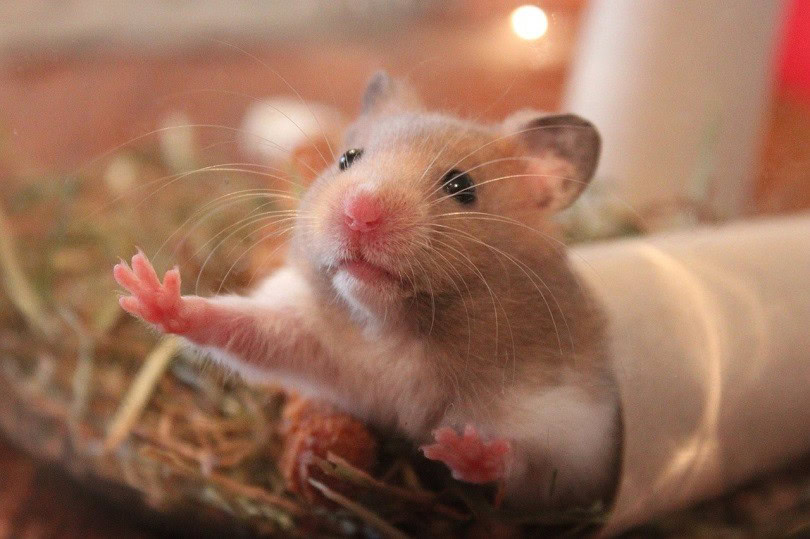 hamster