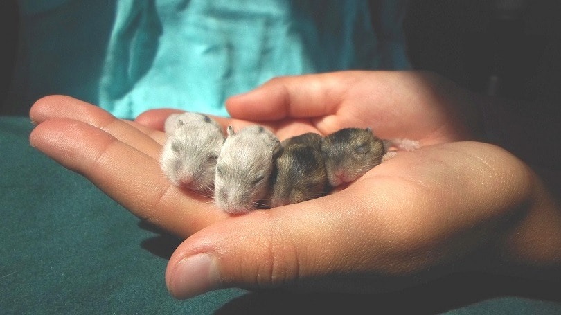 hamster-pups-pixabay