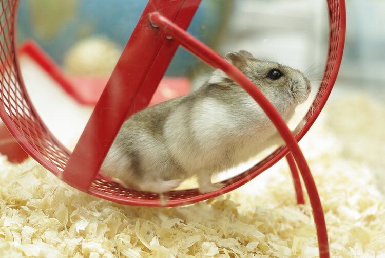hamster red wheel