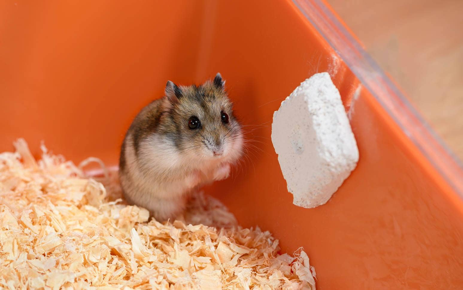 hamster scared shaking