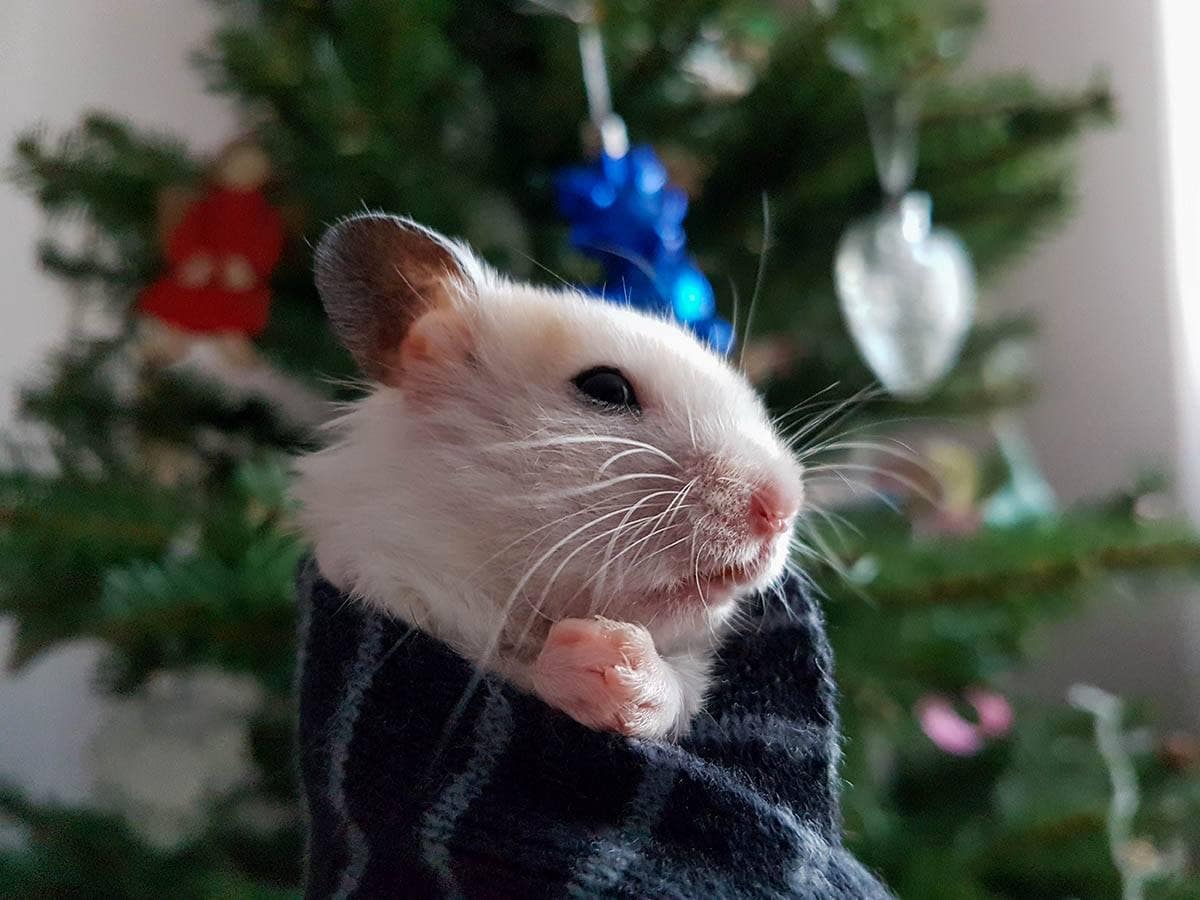 hamster shivers
