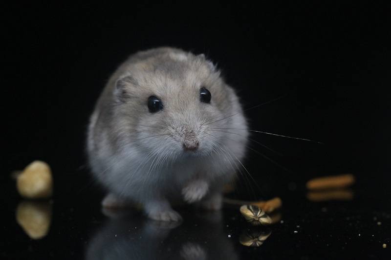 hamster with treats