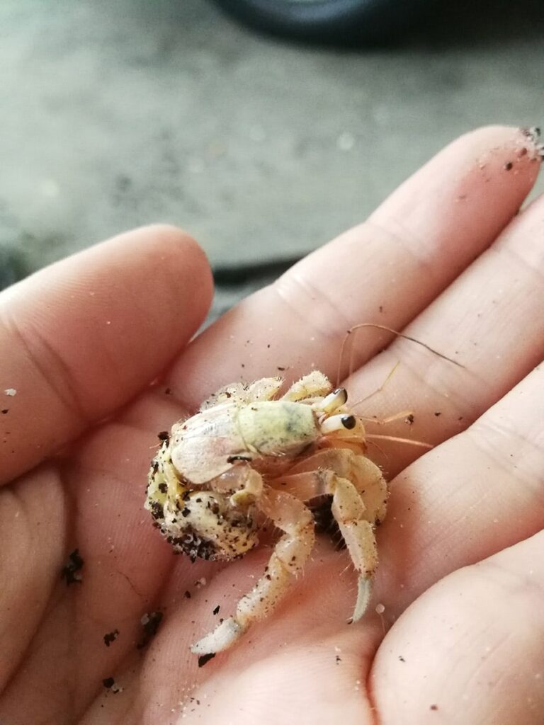 hand carrying hermit crab without shell