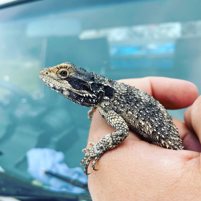 bearded dragon_Pixabay