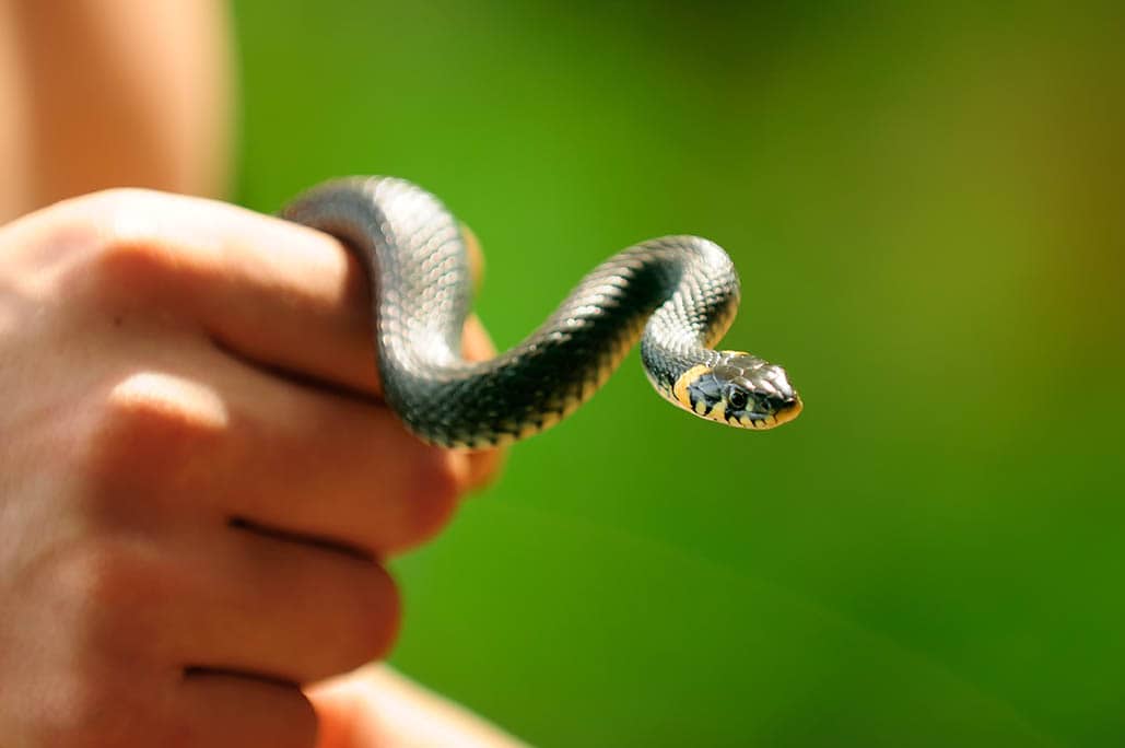 Common Water Snake