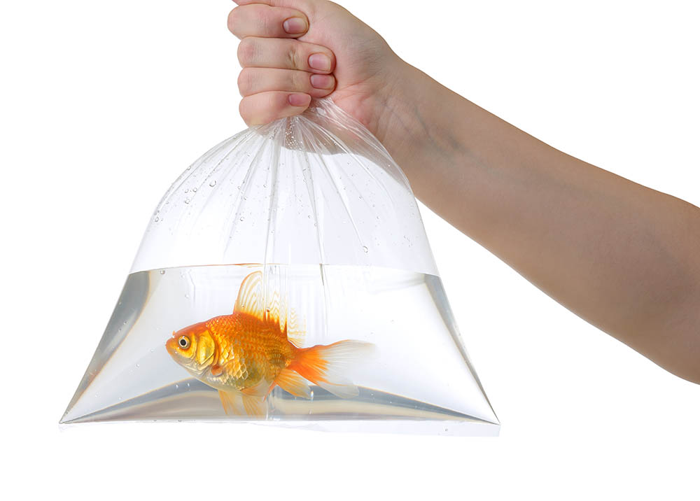 hand holding a plastic bag containing goldfish