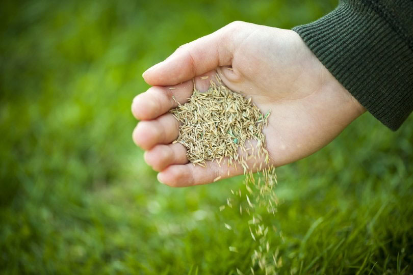 hand holding grass seed