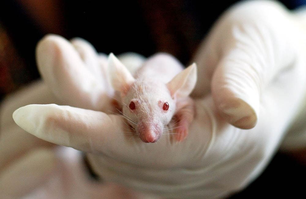 hand holding mouse for testing