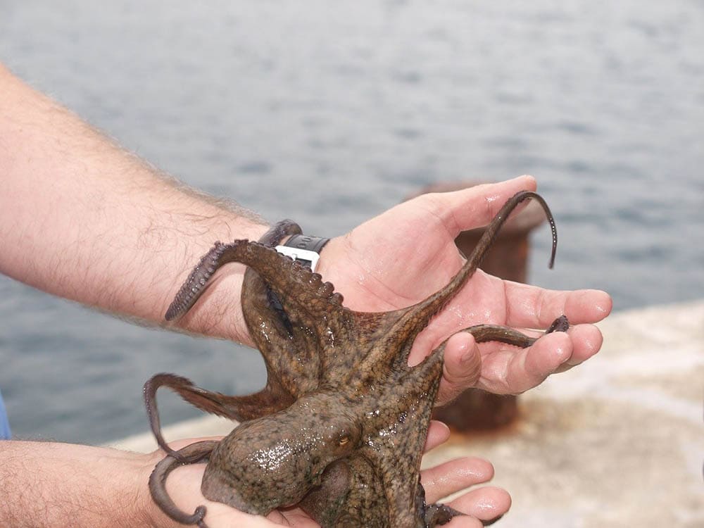 hand holding octopus
