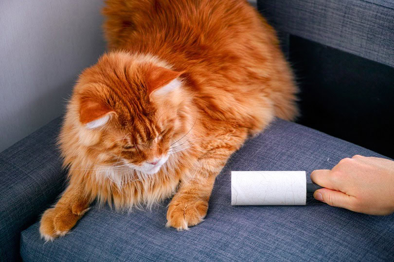 hand-with-Lint-roller_Ekaterina_Minaeva_shutterstock
