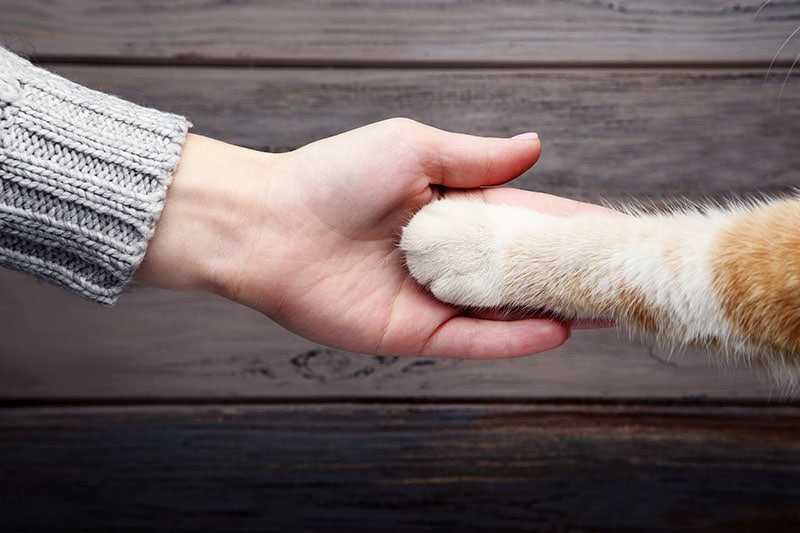 hand with cat paw