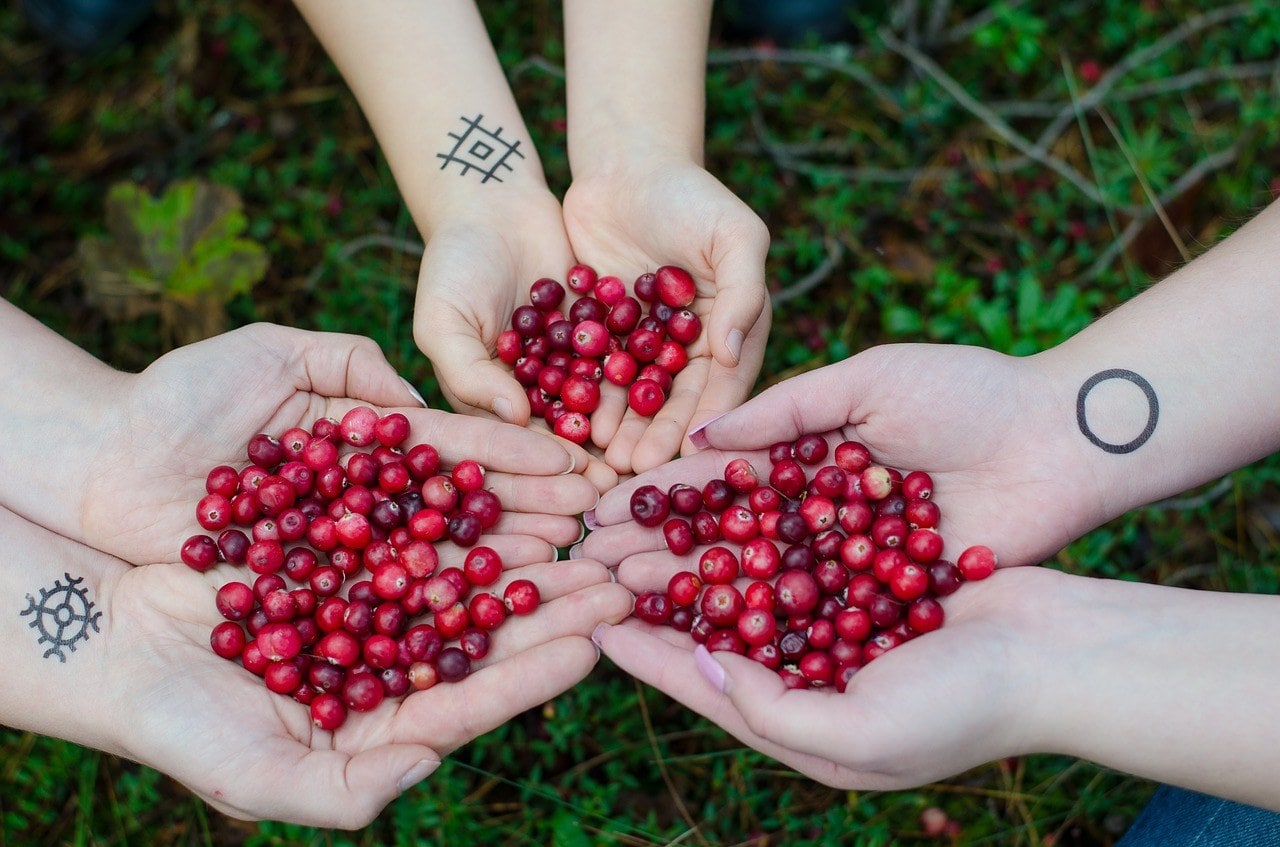 hands holding cranberries