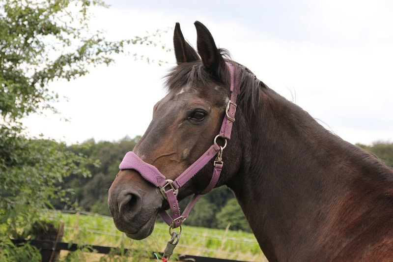 hanoverian