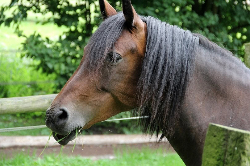 hanoverian-pixabay