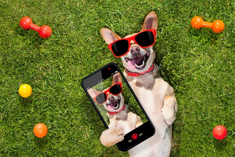 happy chihuahua taking a selfie