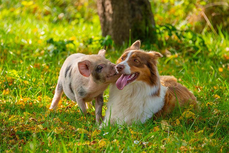 happy little piglet (kune kune) and australian shepherd dog in the garden