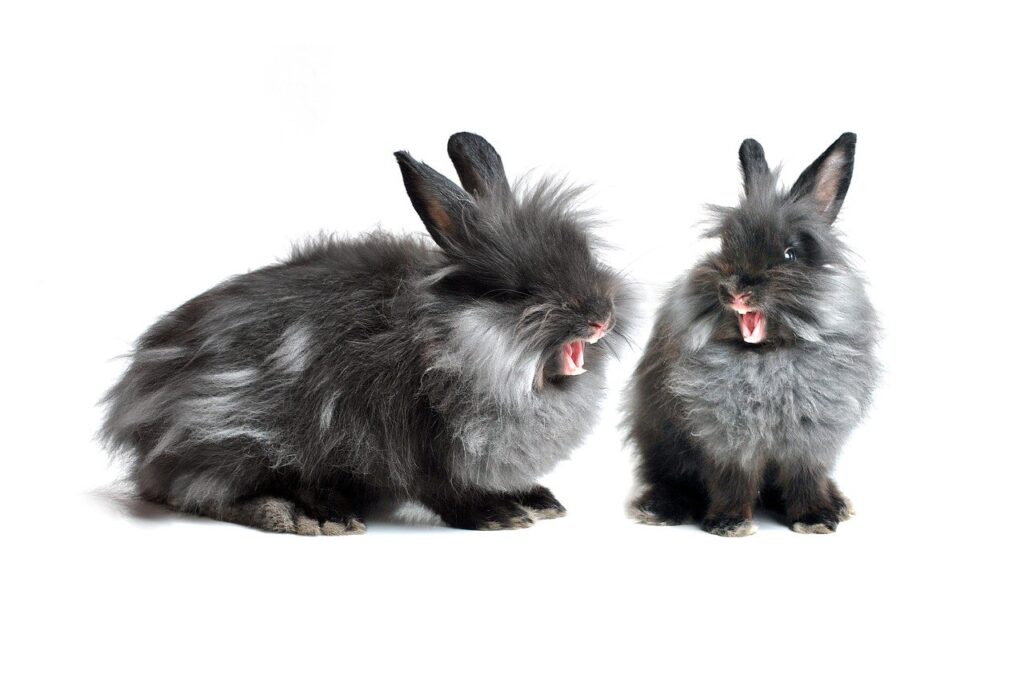Black lionhead