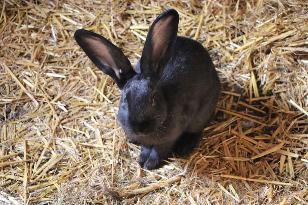 black beveren