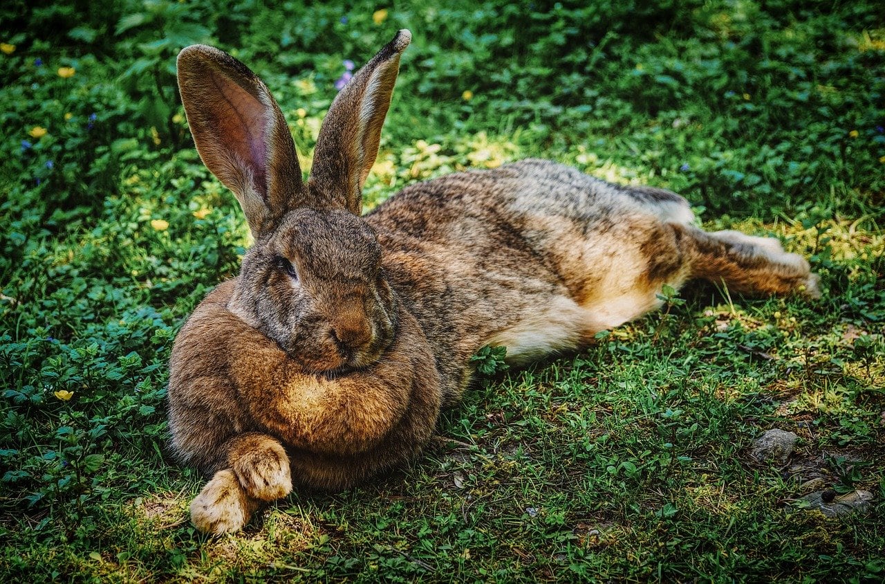 Calico Hare
