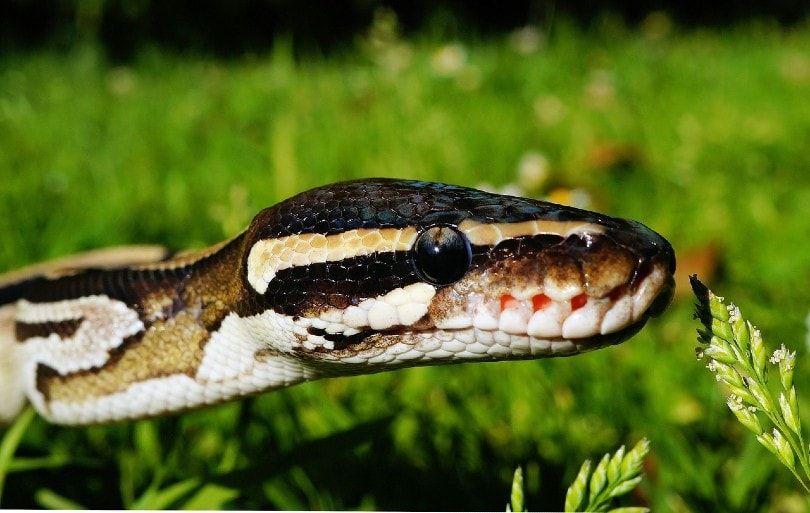 harlequin ball python face