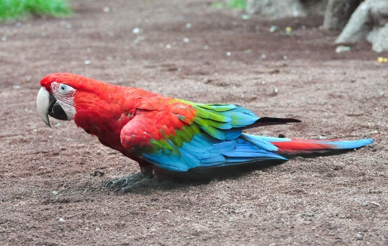 harlequin macaw