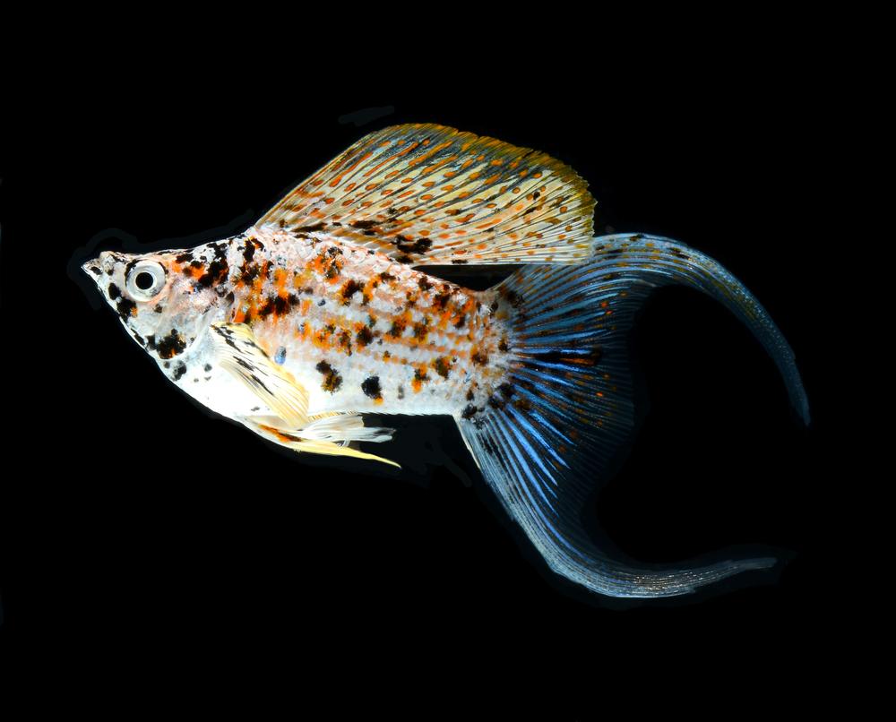 harlequin molly