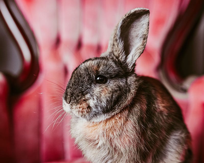 harlequin rabbit on antique chair
