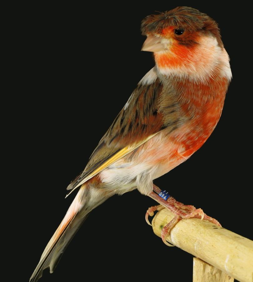 harlequin_Fernando Zamora Vega_ Shutterstock