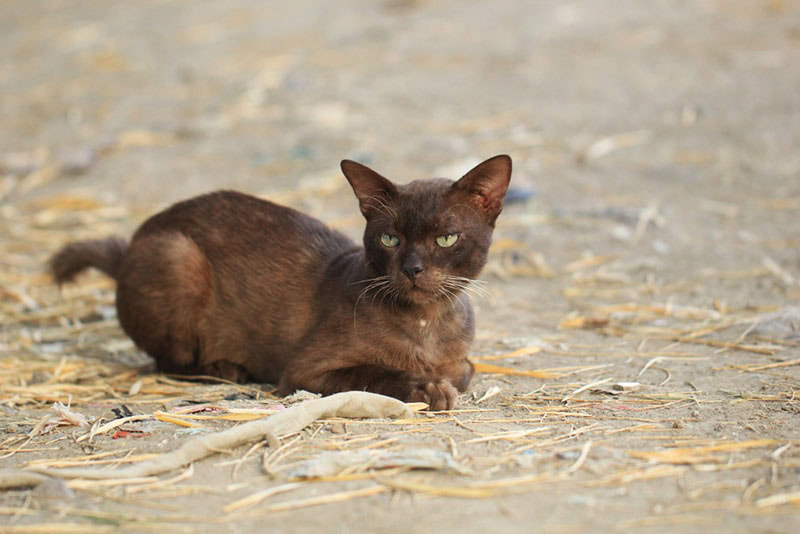 havana brown kitten lying on the ground