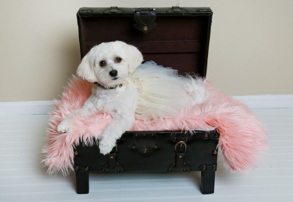 havanese