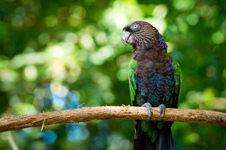 red fan hawk headed parrot