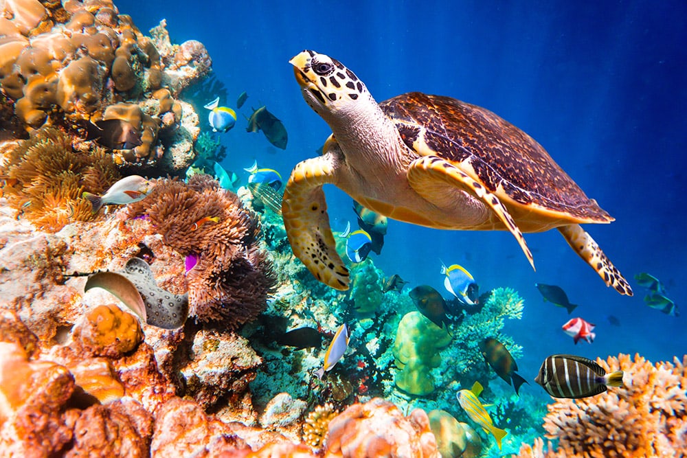 Hawksbill Sea Turtle