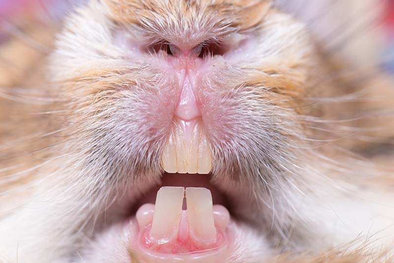 healthy rabbit teeth