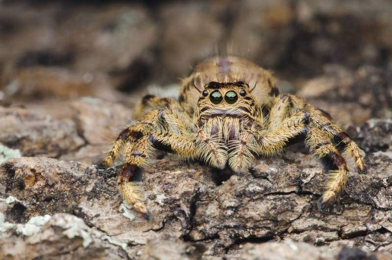 heavy jumping spider