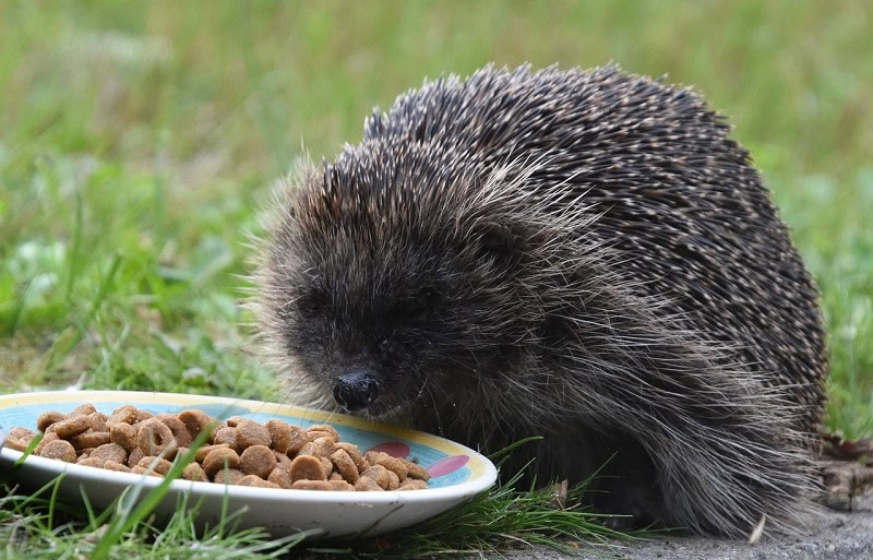 hedgehog