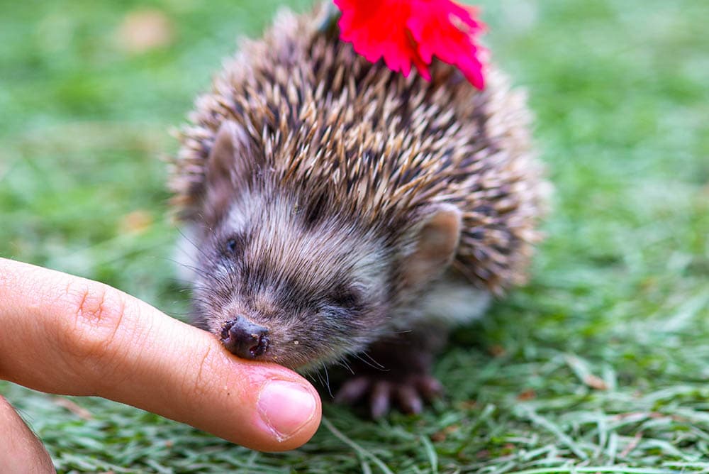 hedgehog biting a finger