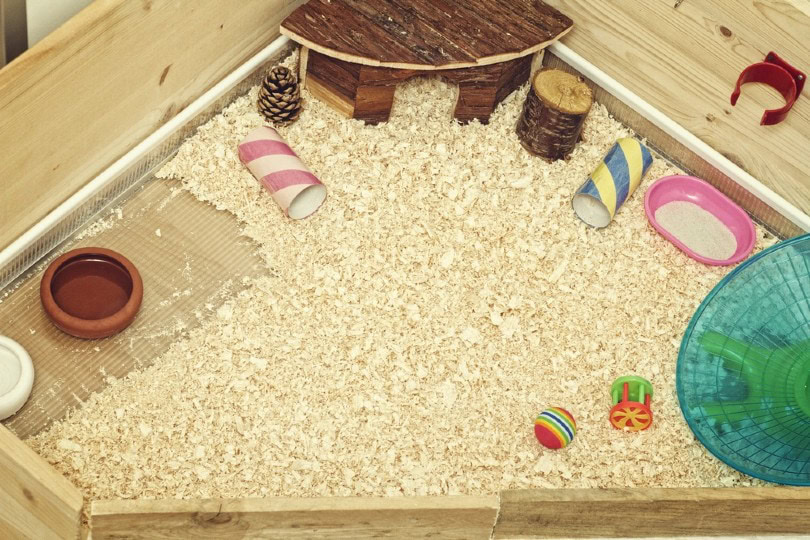 hedgehog cage