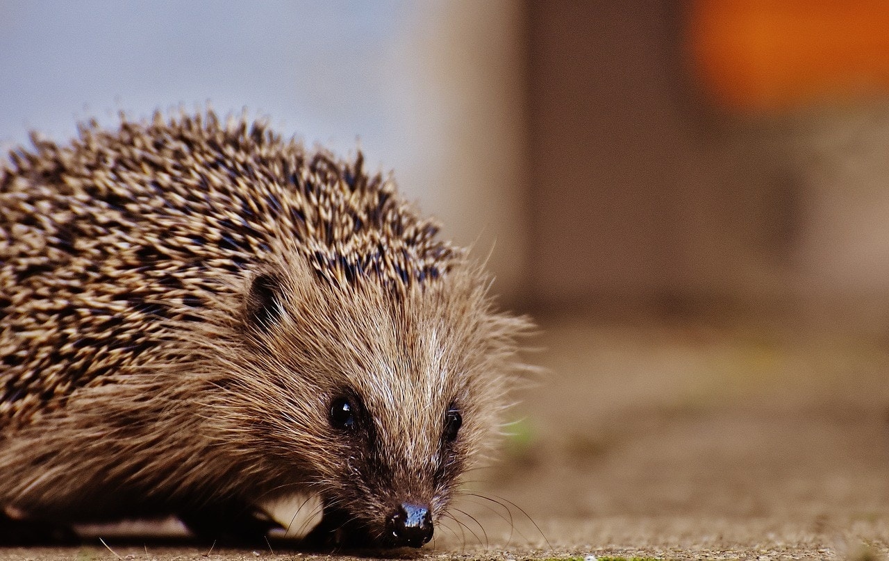 hedgehog