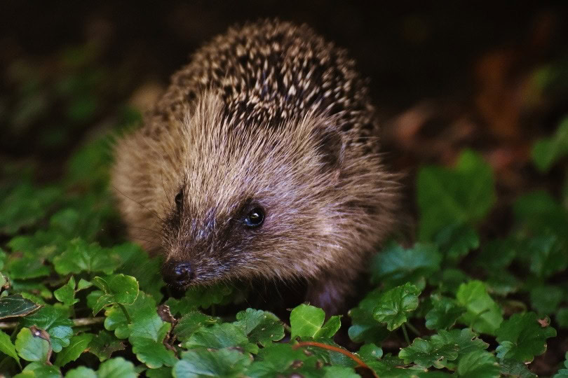 hedgehog eye_Alexas Fotos_Pixabay