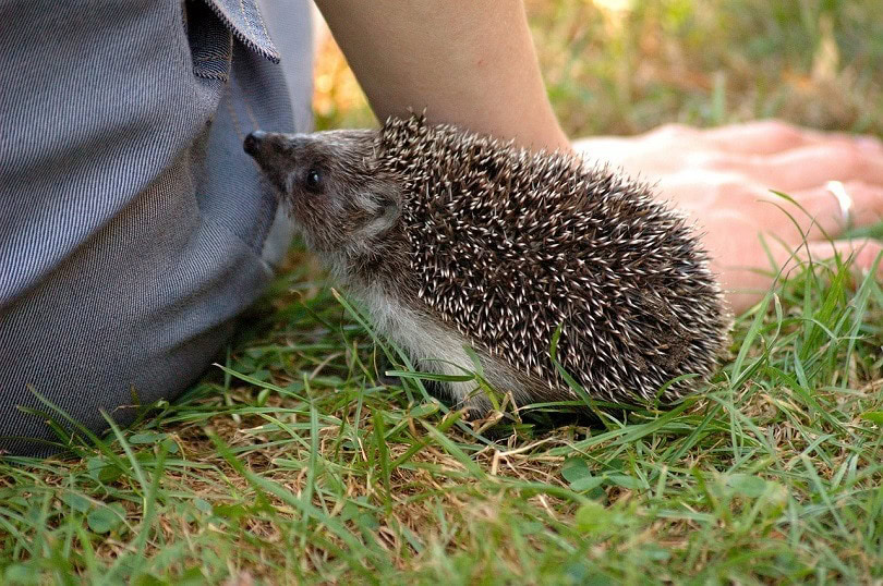 hedgehog-pixabay