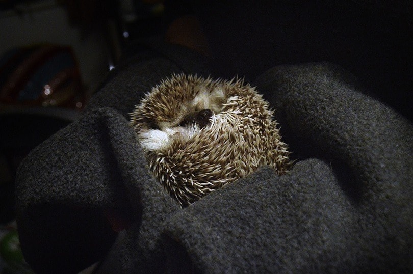 hedgehog-pixabay