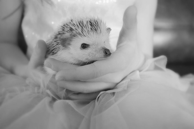 hedgehog-pixabay