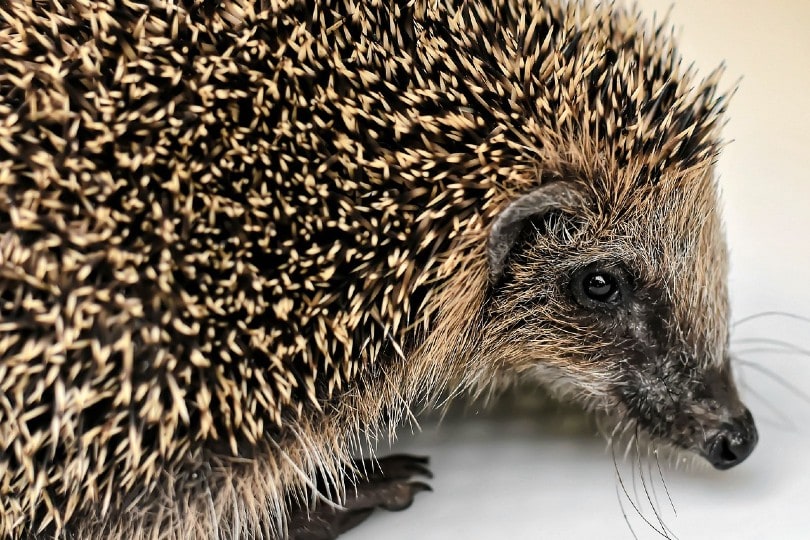 hedgehog quills